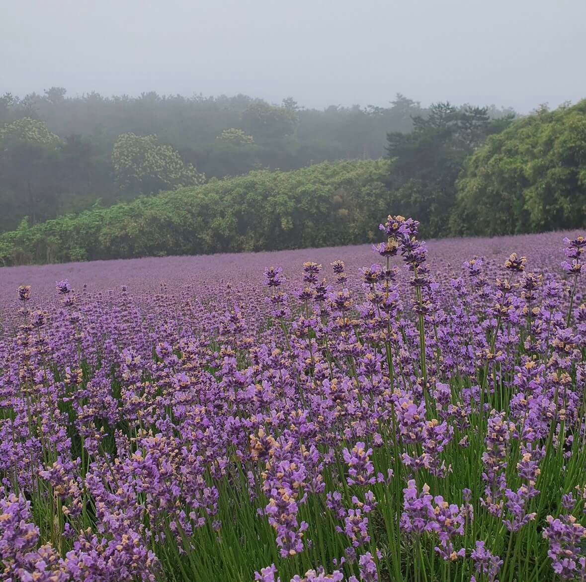 고창청농원 라벤더시즌