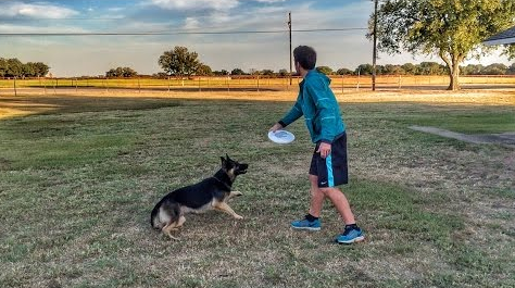 프리스비 놀이 이미지