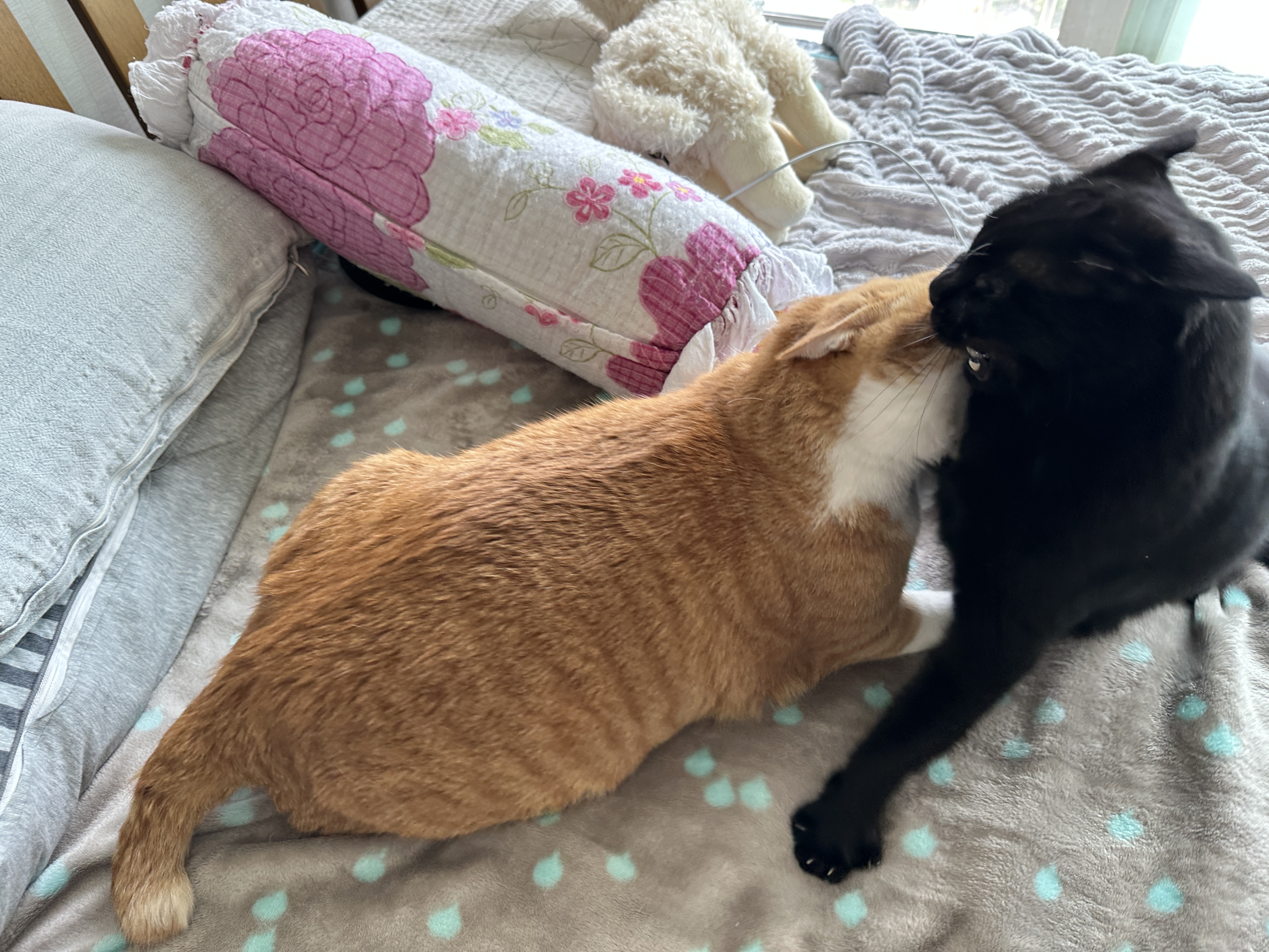 건이에게_덤벼든_호야