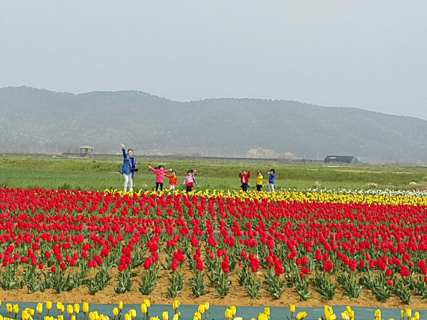 보롬왓 튤립축제 2025