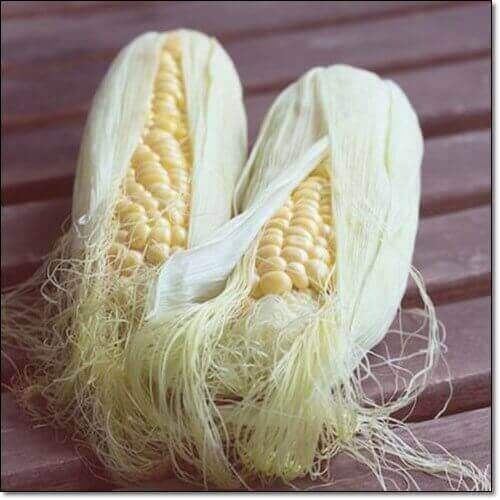 옥수수수염차 먹는 법과 주의점, 수염이 붙은 옥수수