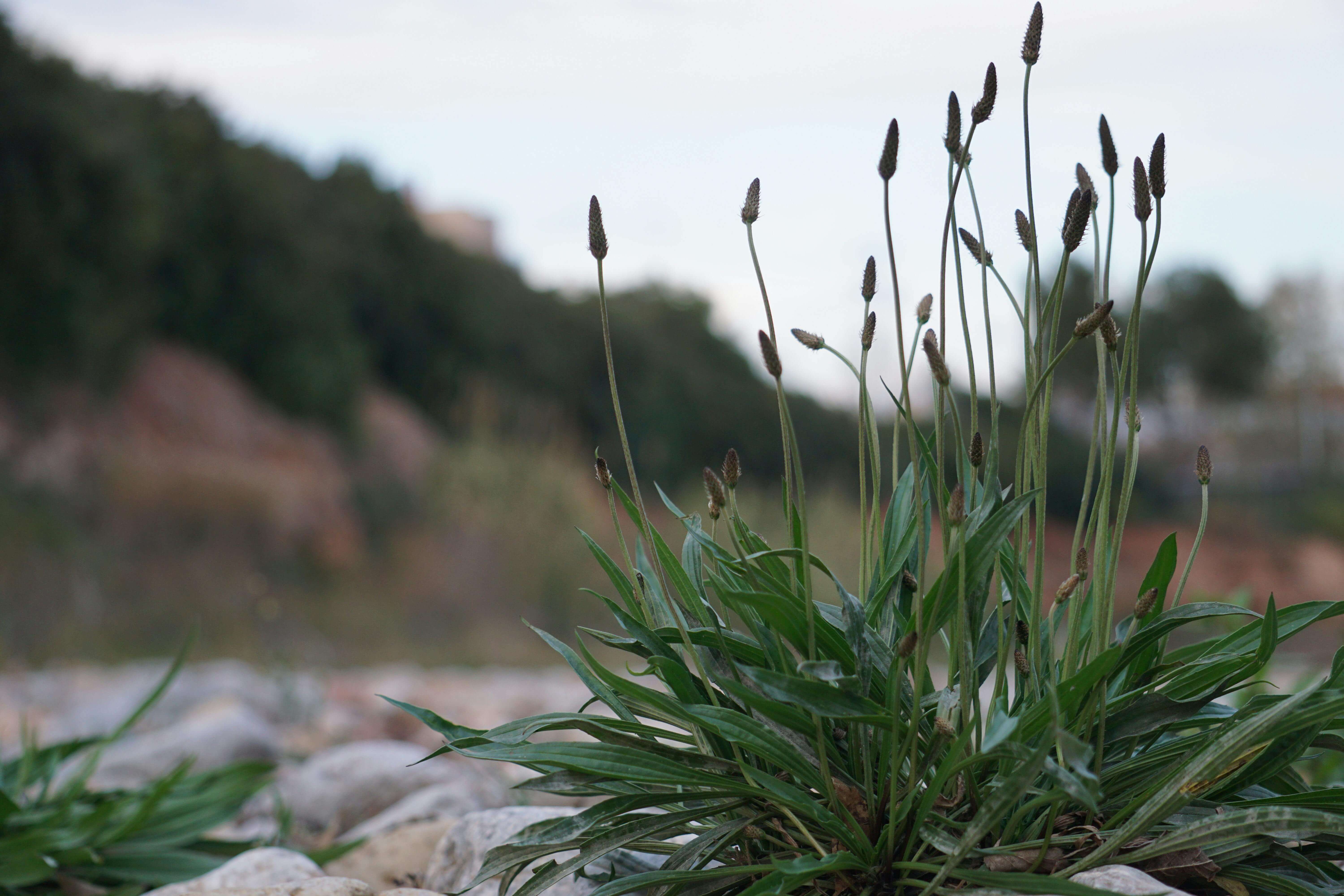 달래 효능 총정리: 봄철 면역력과 혈액순환에 좋은 이유