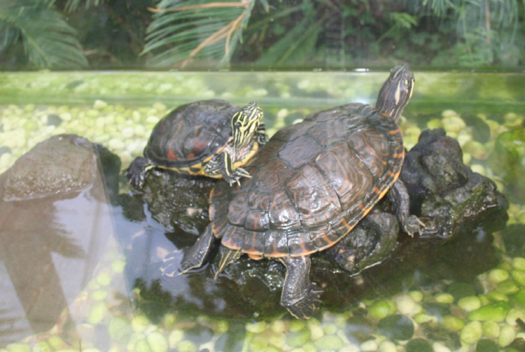 덕평 공룡수목원