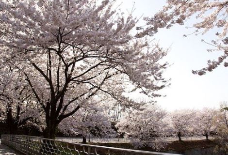 파주 벚꽃