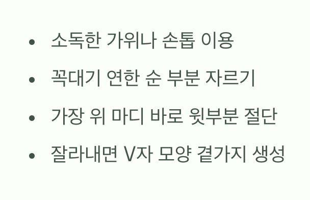 초보자도 할 수 있다! 순지르기 실전 방법