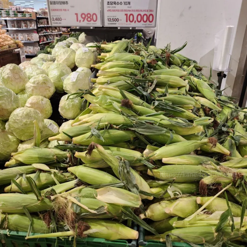 초당옥수수제철