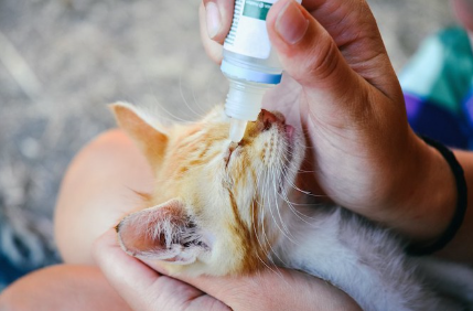 안약을 맞고 있는 새끼 고양이.