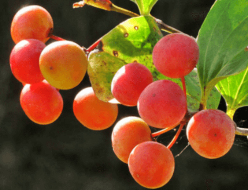 토봉령 효능 먹는방법 술(담금주) 차 만드는 방법(토복령 망감나무)