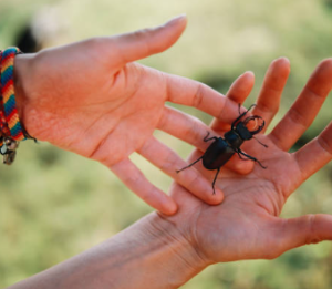 초보자도 키우기 쉬운 애완동물 10가지