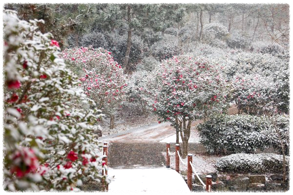 동백꽃 명소 동백나무 숲 명소 TOP 10