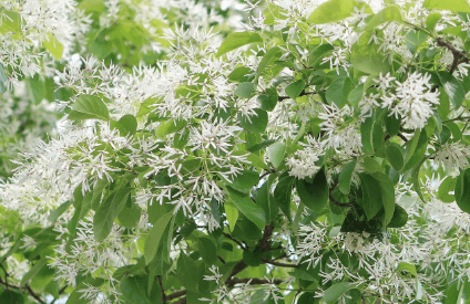 대구 교항리 이팝나무 군락지