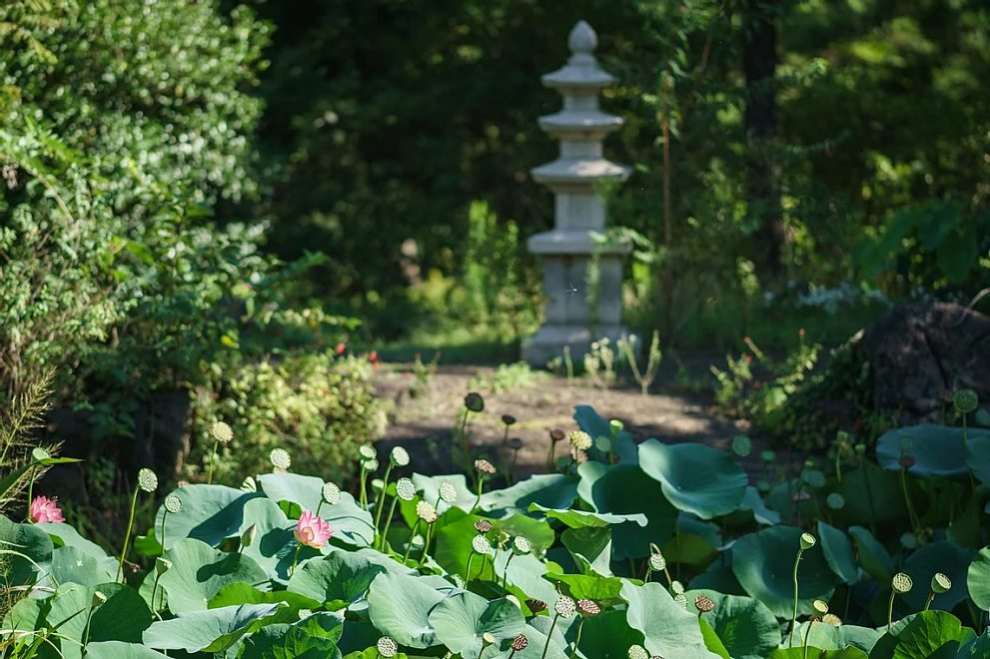 한림공원 연꽃축제