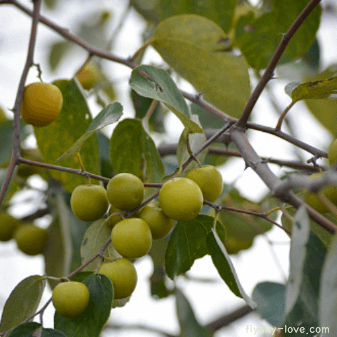 인도대추(사과대추)