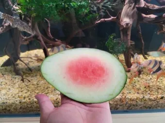 인천 수박껍질 음식물 일반쓰레기 과태료 피하는 법_4