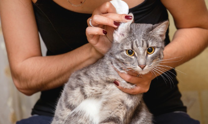 주인과 고양이.