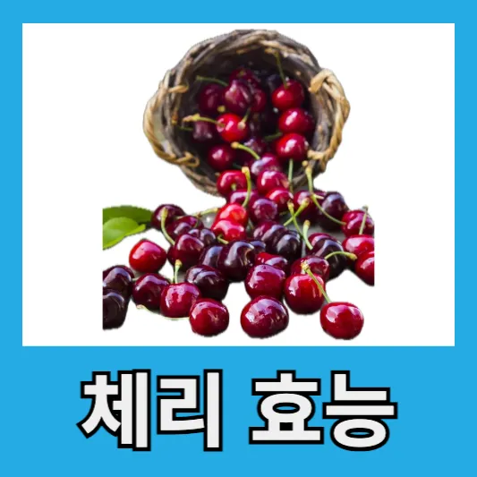 체리 효능
