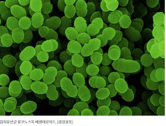 유산균