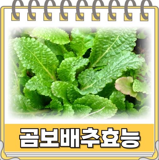 곰보배추 효능 시럽 곰보배추 먹는법