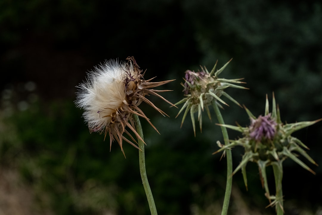 Milk thistle