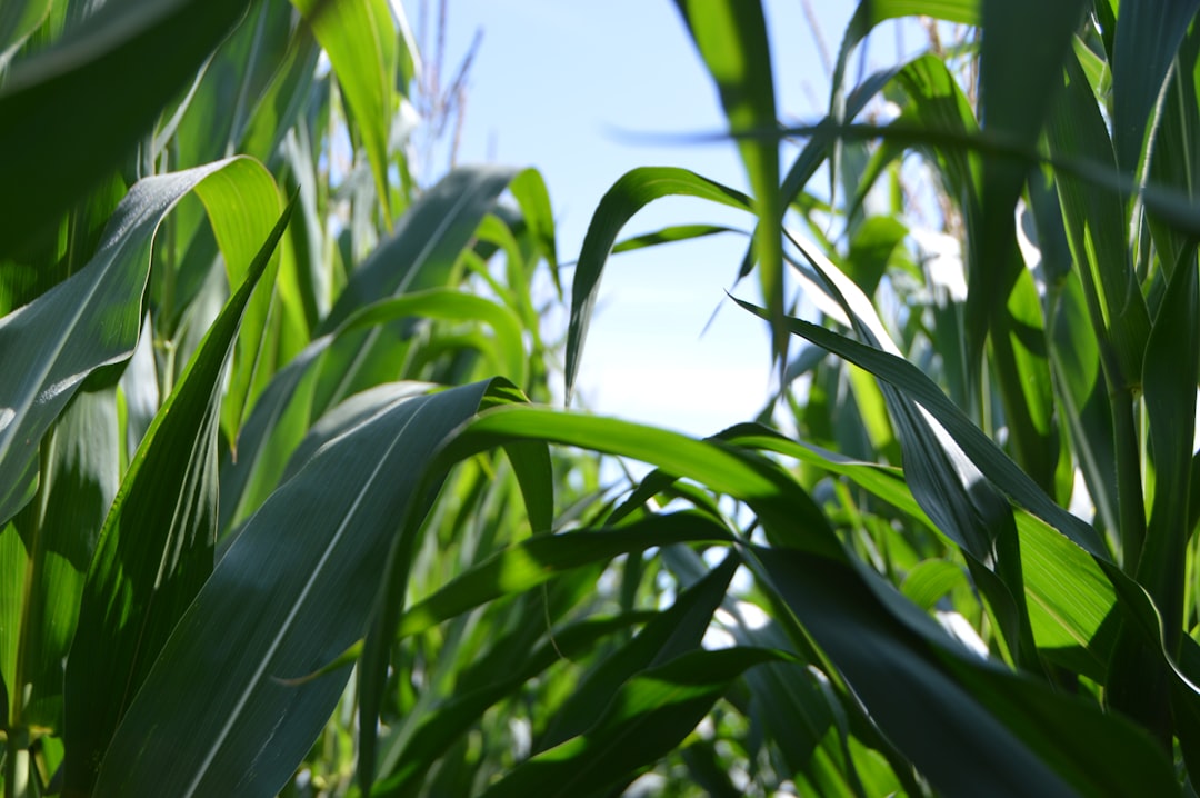 Agriculture