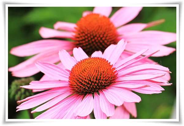 "에키네시아" 자연이 주는 건강의 선물, 건강을 지키는 허브 꽃!