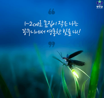 무주반딧불축제