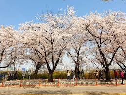 2025년 봄나들이 추천! 전국 가볼 만한 명소 Best 8