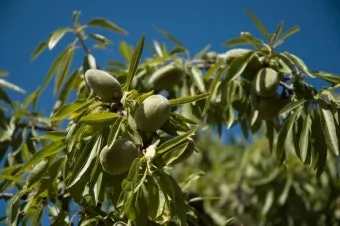 아몬드 재배 개화기 저온 대책 수분수 관리_3