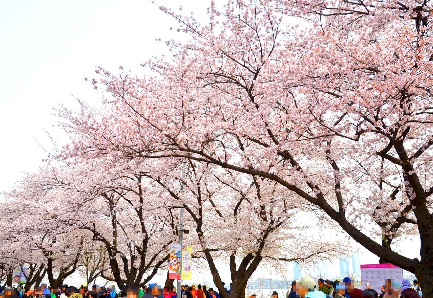 2024 서울 벚꽃명소 개화시기