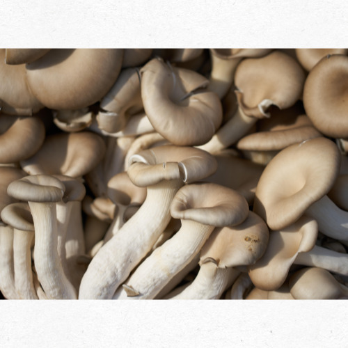 8월 제철버섯 표고버섯 장아찌 깊은 감칠맛