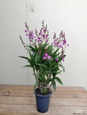 긴기아난 기르는법 꽃피우기 분갈이 물주기 꿀팁_11