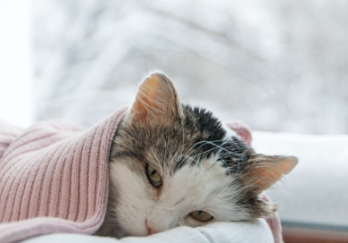 누워있는 고양이.