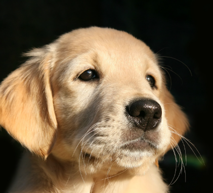 장수하는 강아지의 특징과 견종