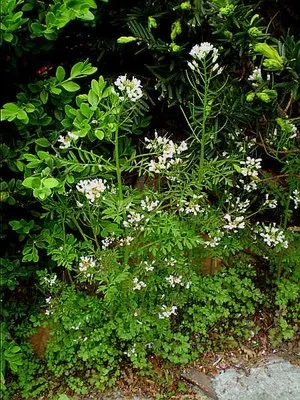 물냉이 재배 수경 재배 물 갈이 그늘 자리 잡기_4