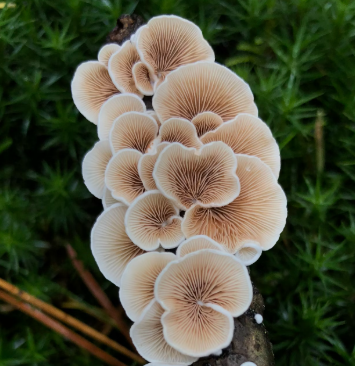 영지버섯 효능 부작용 먹는 방법