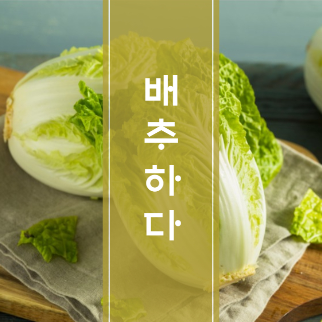 배추하다