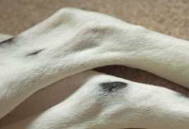 개 슬개골 탈구