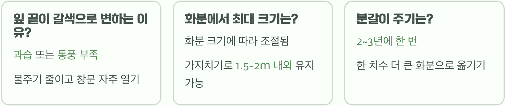 서양측백나무 화분에 심기, 베란다와 테라스에서 키우는 방법
