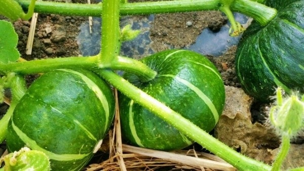 가을 환절기 면역력 높이는 음식 7가지 &ndash; 감기 걸리기 전 꼭 챙기세요! 관련 사진