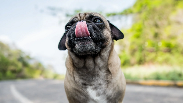 코-핥는-강아지