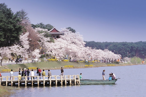 강릉, 속초, 춘천 봄 여행, 벚꽃 맛집, 미식