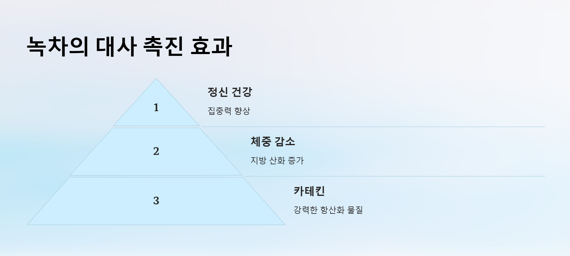 녹차의 대사 촉진 역할