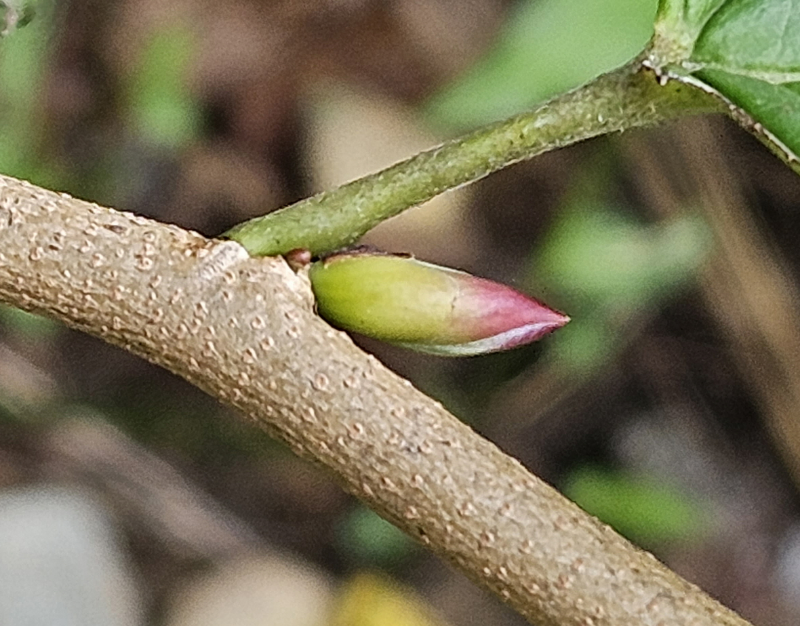 히어리 겨울눈2