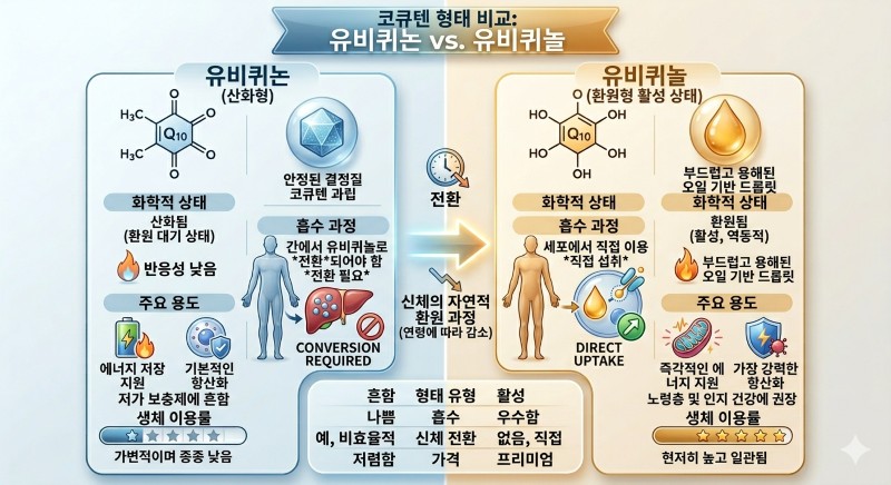 코큐텐 유비퀴논과 유비퀴놀 흡수율 비교 도표