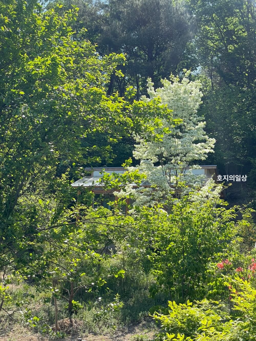 홍천 카페 맛집 러스틱 라이프 - 한옥온실 독채