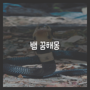 뱀 꿈해몽