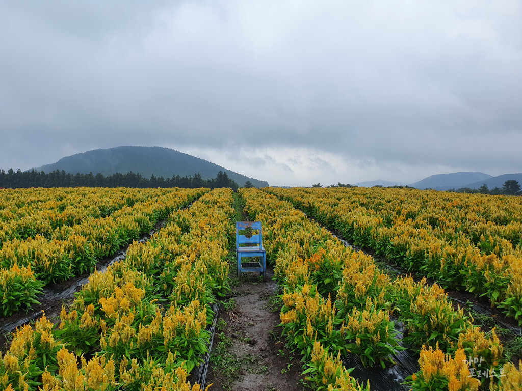 표선 보롬왓 계절별 꽃 포토존