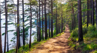 맨발 걷기 좋은 곳