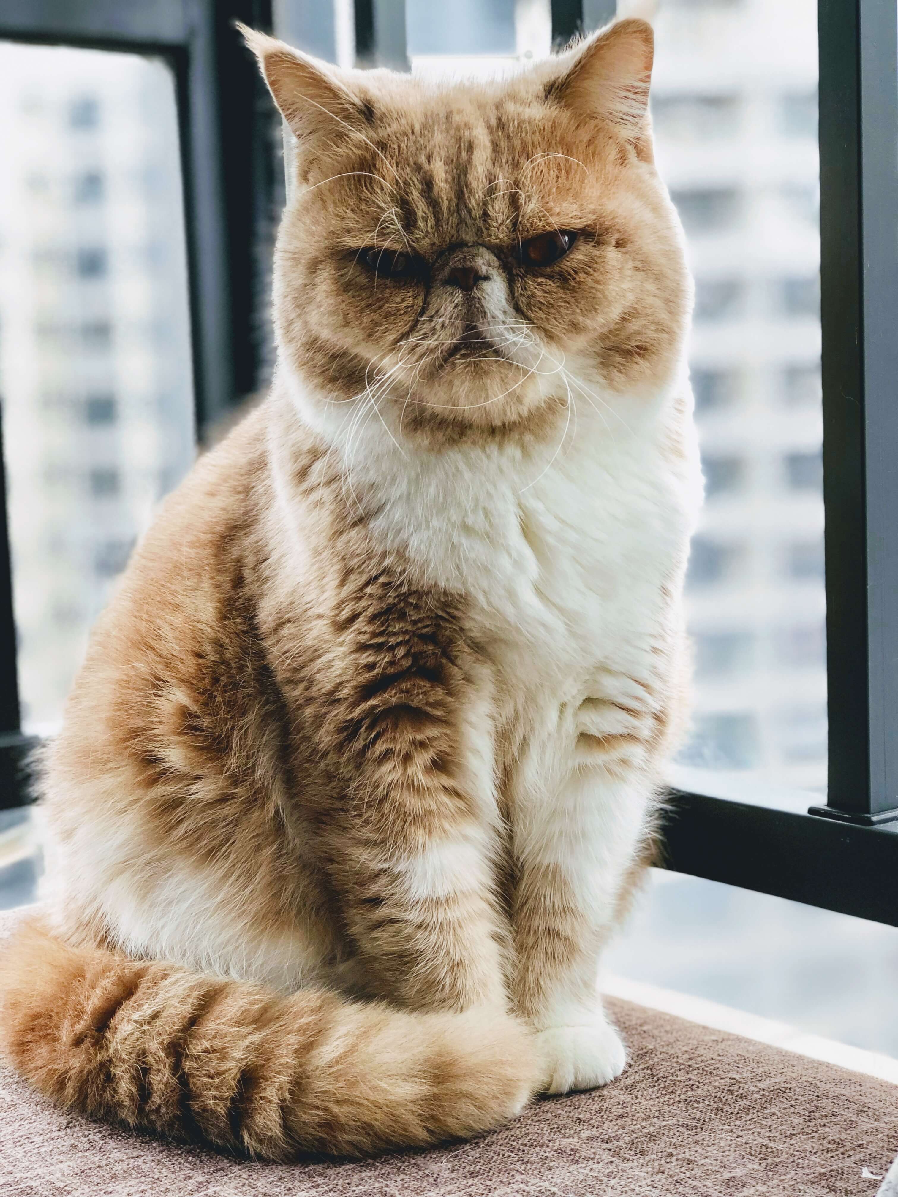 고양이 습식사료 추천