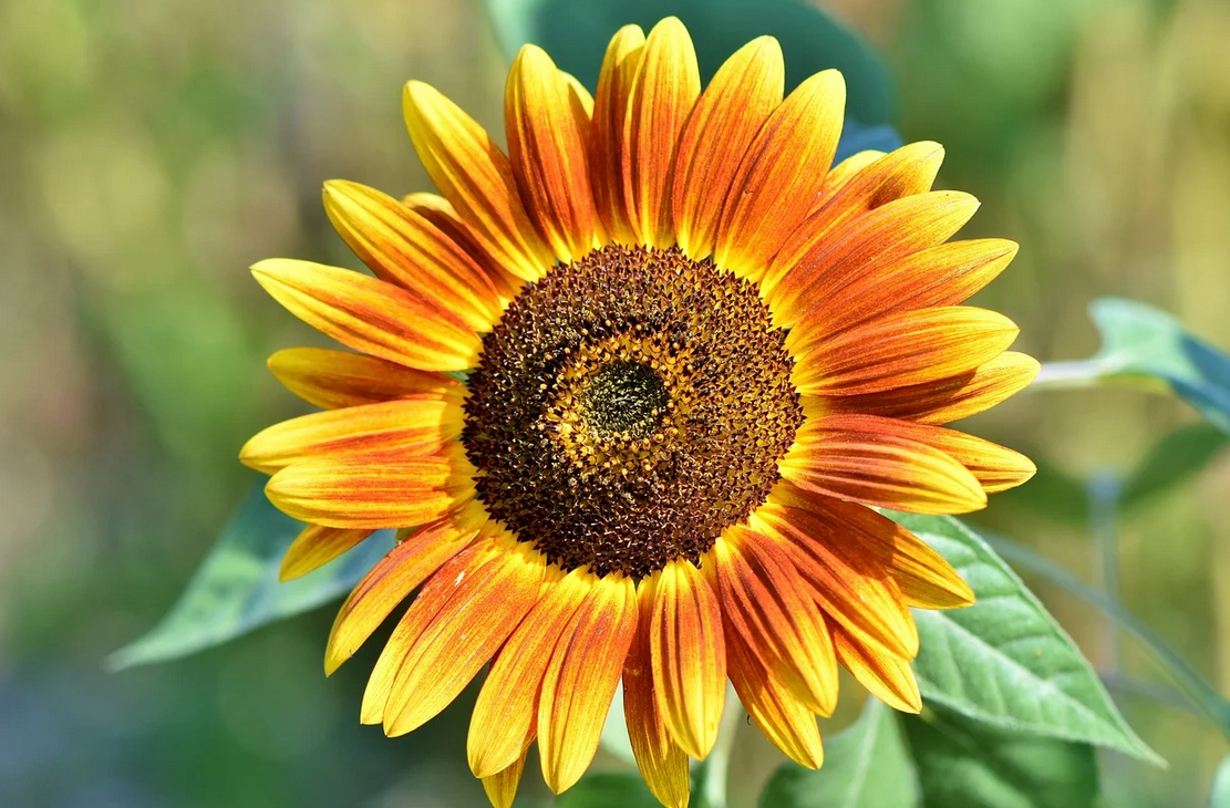 활짝핀-해바라기